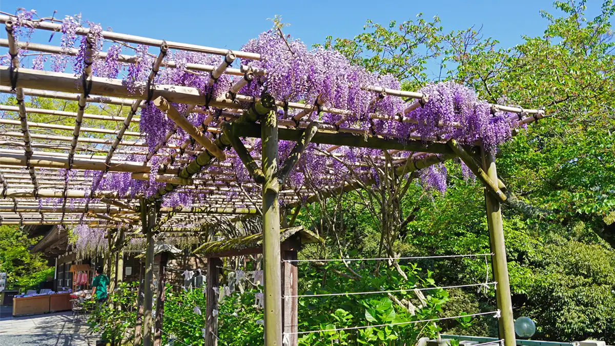 雨引観音の藤の花の開花写真