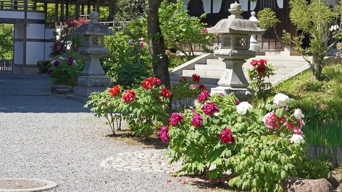 雨引観音の奥の院付近の牡丹の花の開花写真