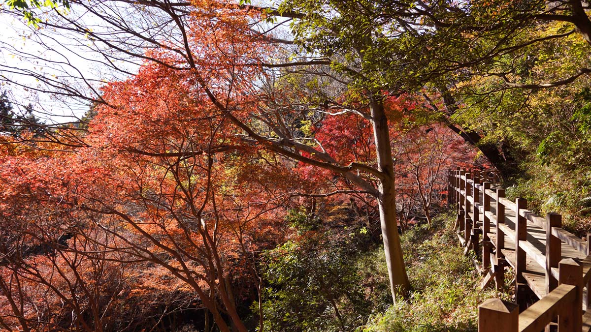 12月15日付、土浦市のもみじ谷の紅葉景観