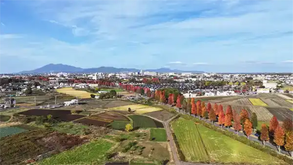 松代地区の田畑から北側に伸びるモミジバフウ並木の空撮紅葉景観