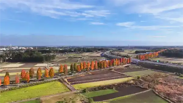 松代地区の田畑から南側に伸びるモミジバフウ並木の空撮紅葉景観