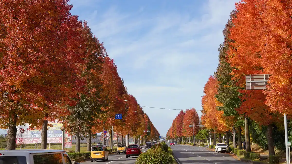 保健所交差点付近から北側方面のモミジバフウ並木の紅葉景観写真