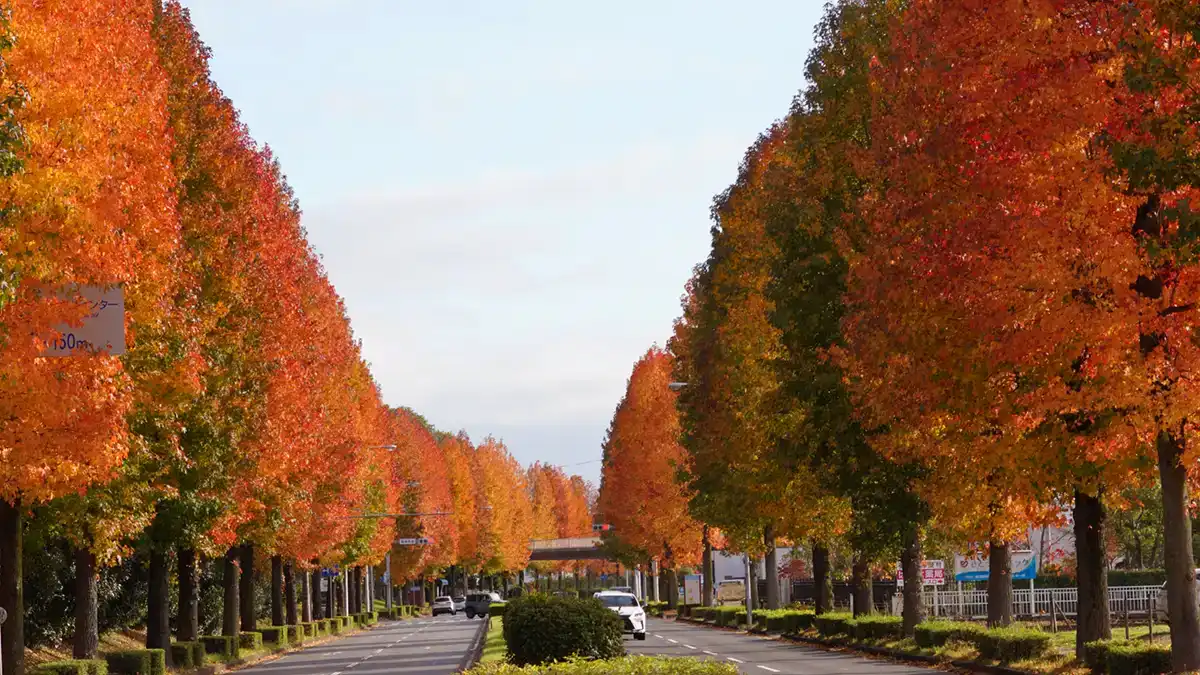 松代4丁目西交差点付近から南側のモミジバフウ並木紅葉景観写真