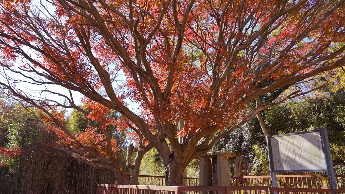 東城寺のモミジの古木の紅葉景観写真