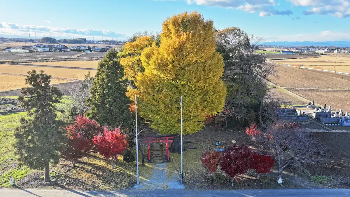 八千代町の白山神社の紅葉空撮景観写真