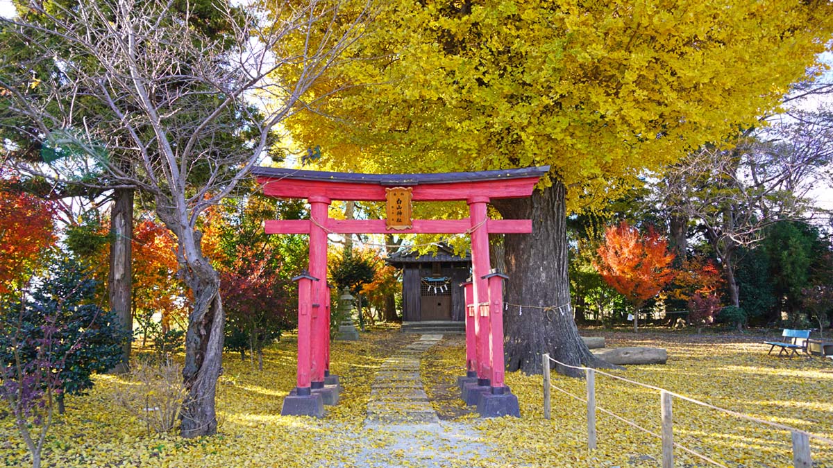 八千代町の白山神社の鳥居前の紅葉景観写真