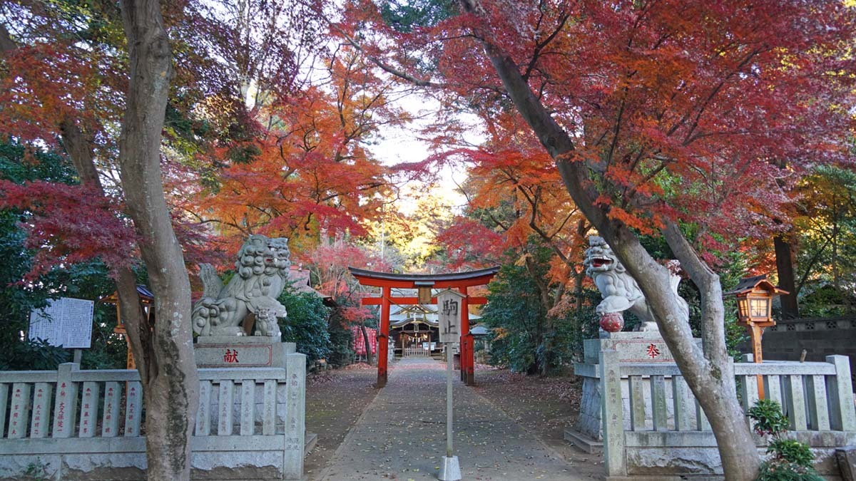 狛犬前の鹿島神社の紅葉景観