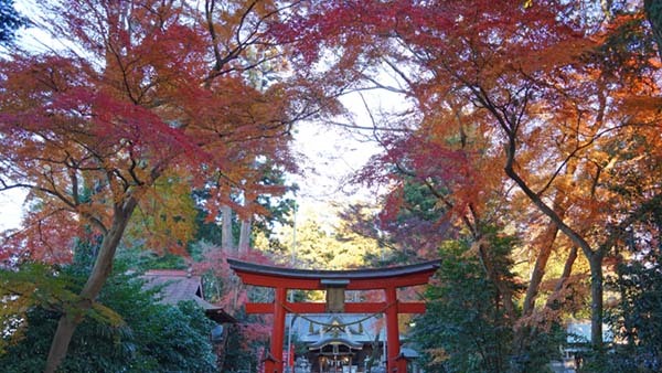 八坂神社の三の鳥居前の紅葉景観写真