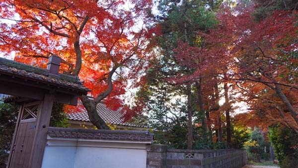 鹿嶋神社の右脇道の紅葉景観写真