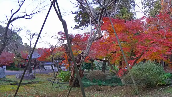 薬王院の山門付近の参道の右側の紅葉景観写真