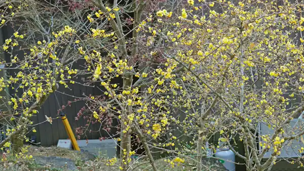 おもてなし館の裏側斜面の蝋梅の開花景観写真