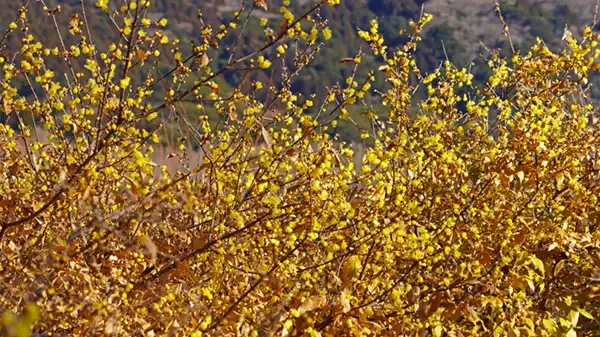 蝋梅林の正面の蝋梅の開花景観写真