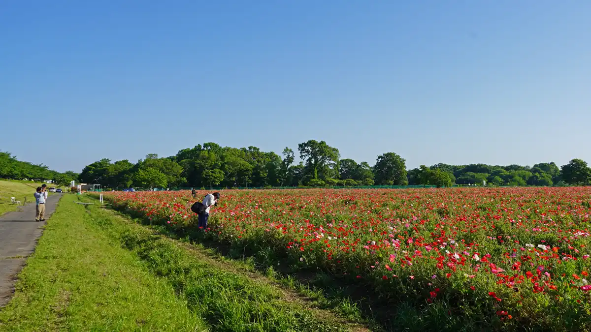 5月18日付の下妻市の小貝川ふれあい公園のポピー畑の北側の開花の様子