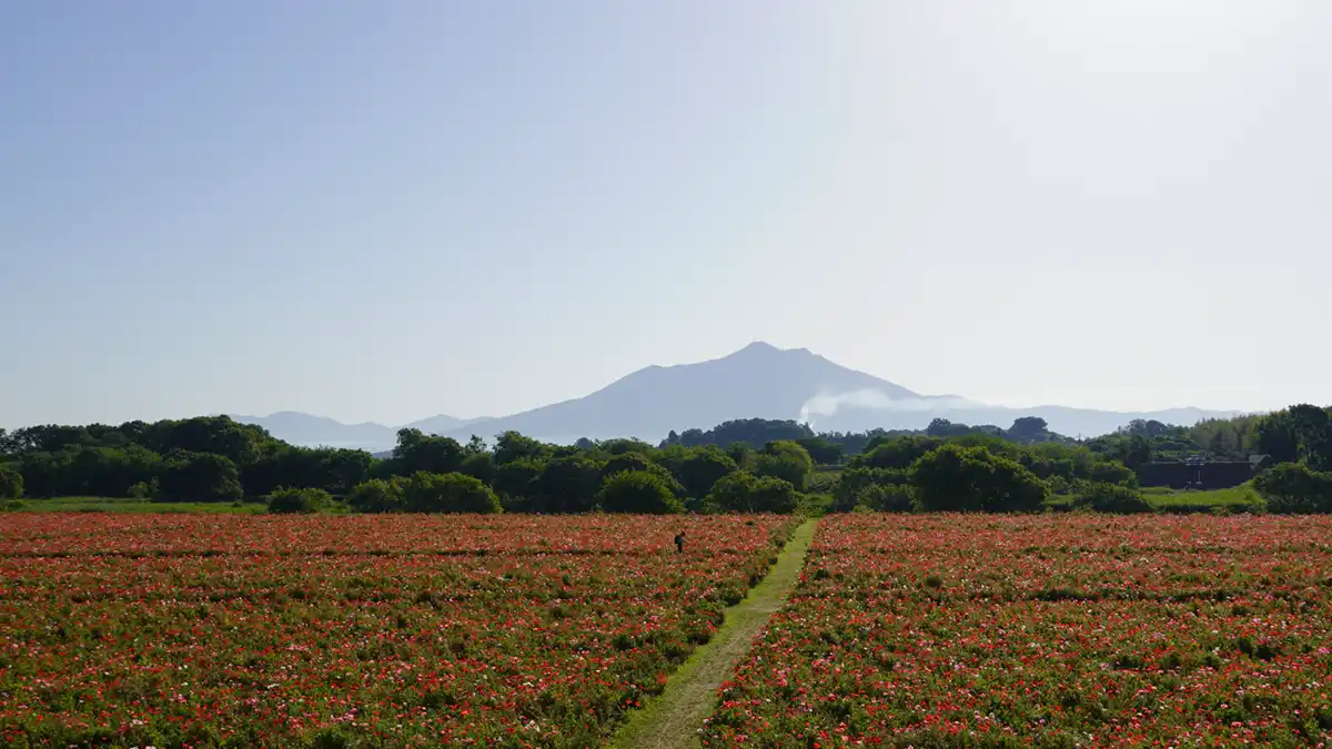 2024年5月18日の小貝川ふれあい公園のポピー畑