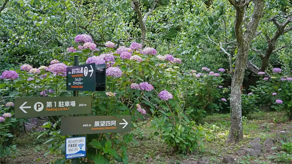 筑波山梅林の観梅広場のあじさいの開花景観