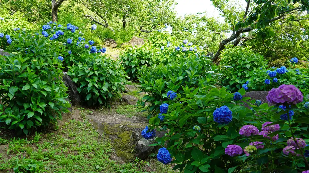 筑波山梅林の中央林道下部のあじさいの開花状況の写真