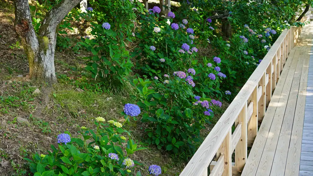 筑波山梅林の展望あずまや付近のあじさいの開花状況写真