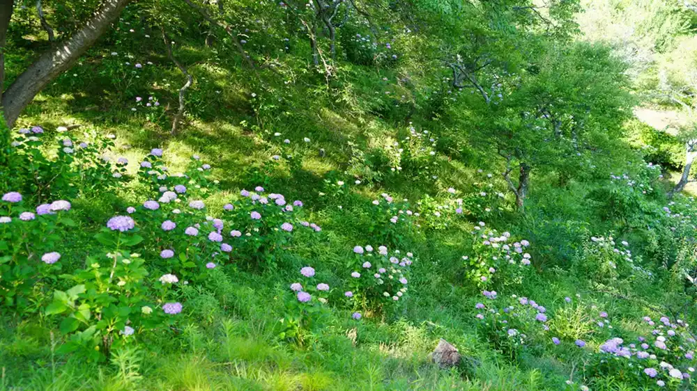 筑波山梅林の西側斜面の小径からのあじさい開花状況の写真