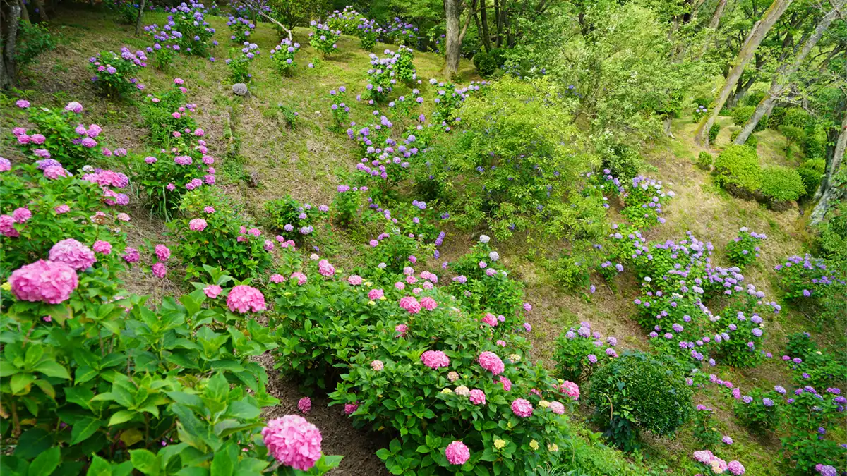 筑波山梅林の中腹林道からのアジサイ開花景観