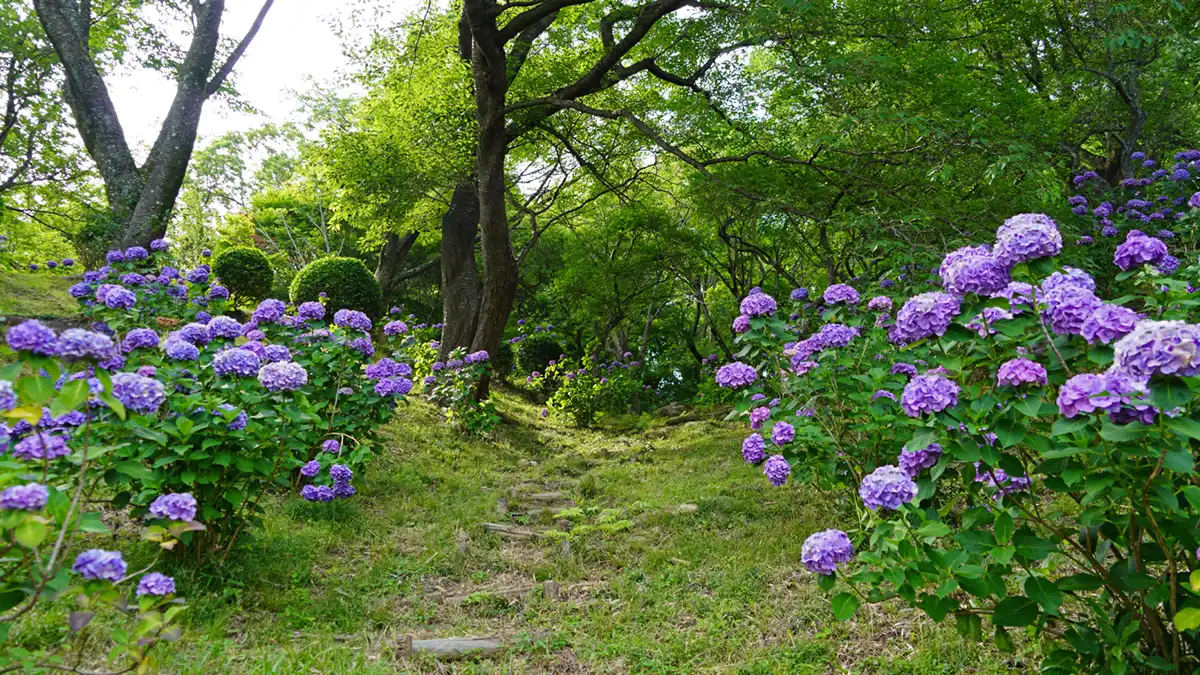 筑波山梅林のあじさいの谷の開花状況とVRツアーリンク