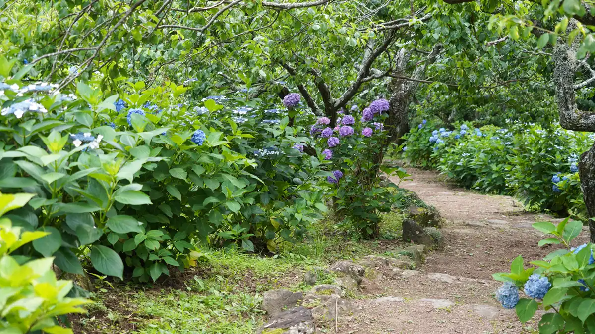 筑波山梅林の下部エリアのあじさい小道の開花景観写真とVRツアーリンク