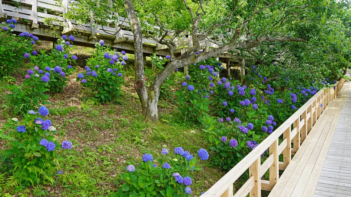 筑波山梅林の中腹西側のあじさいの谷エリアの小道の開花景観とVRツアーリンク