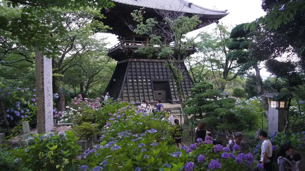 雨引観音の鐘楼付近のあじさいの開花景観とⅤRツアーリンク