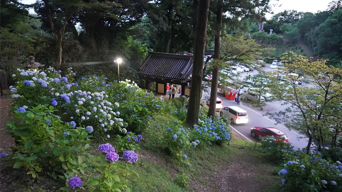 雨引観音西側の斜面からの黒門付近のあじさい開花景観写真とVRツアーリンク