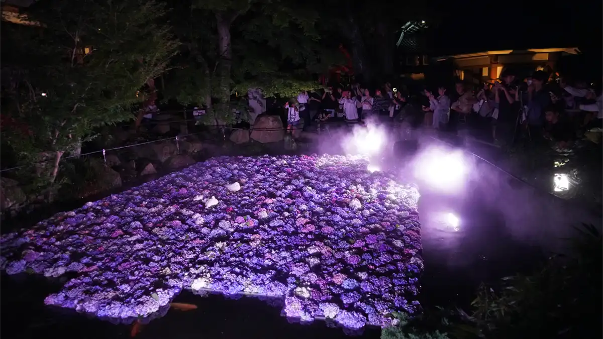 雨引観音のライトアップ時の奥の院の池のあじさいの水中花の景観写真