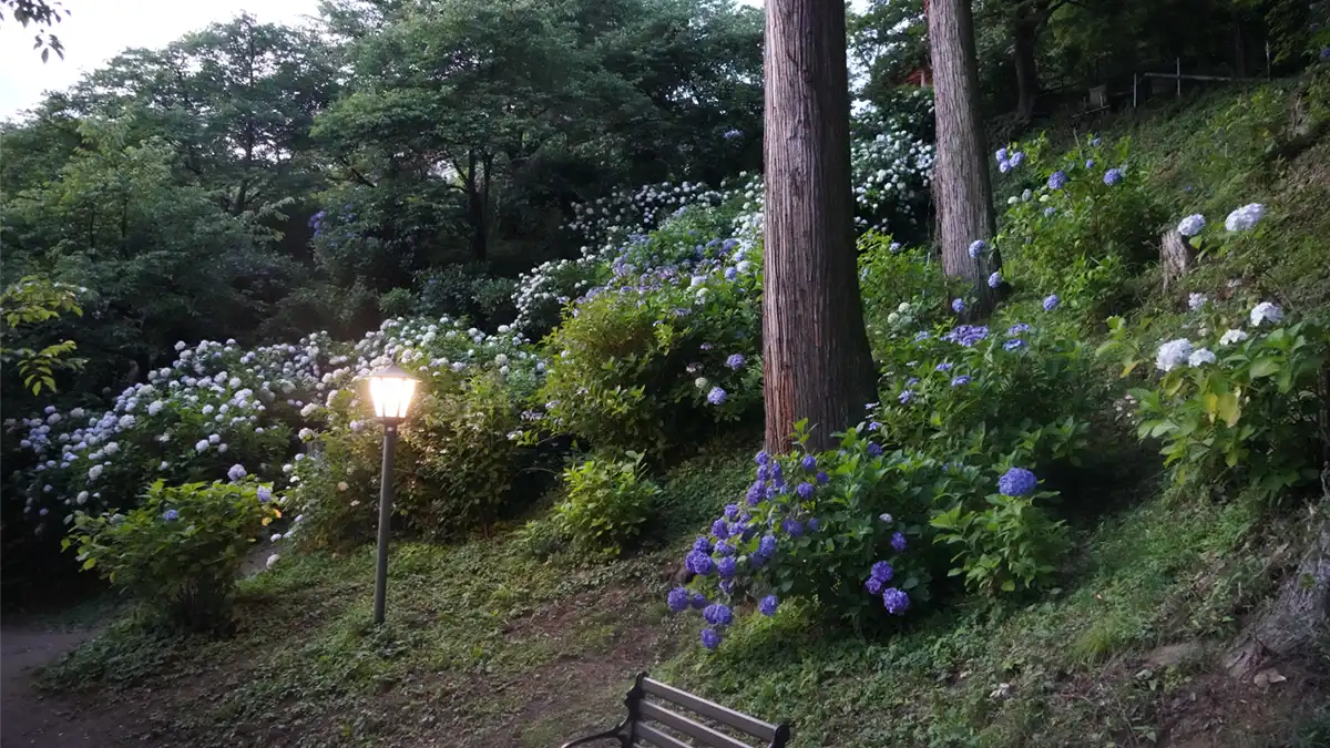 石階段(磴道)の左側(西側)の斜面のあじさいの小道の景観