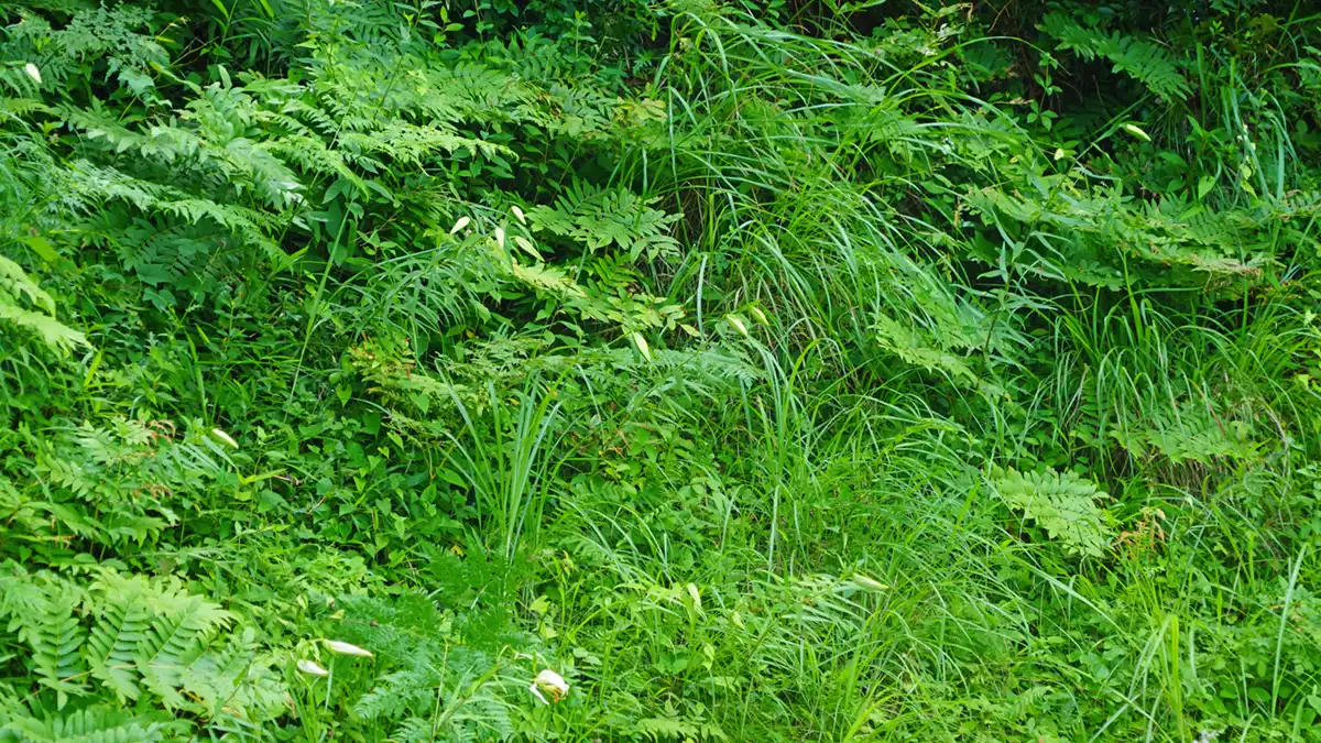 山ゆりの里の北側の林間斜面のヤマユリ開花状況写真