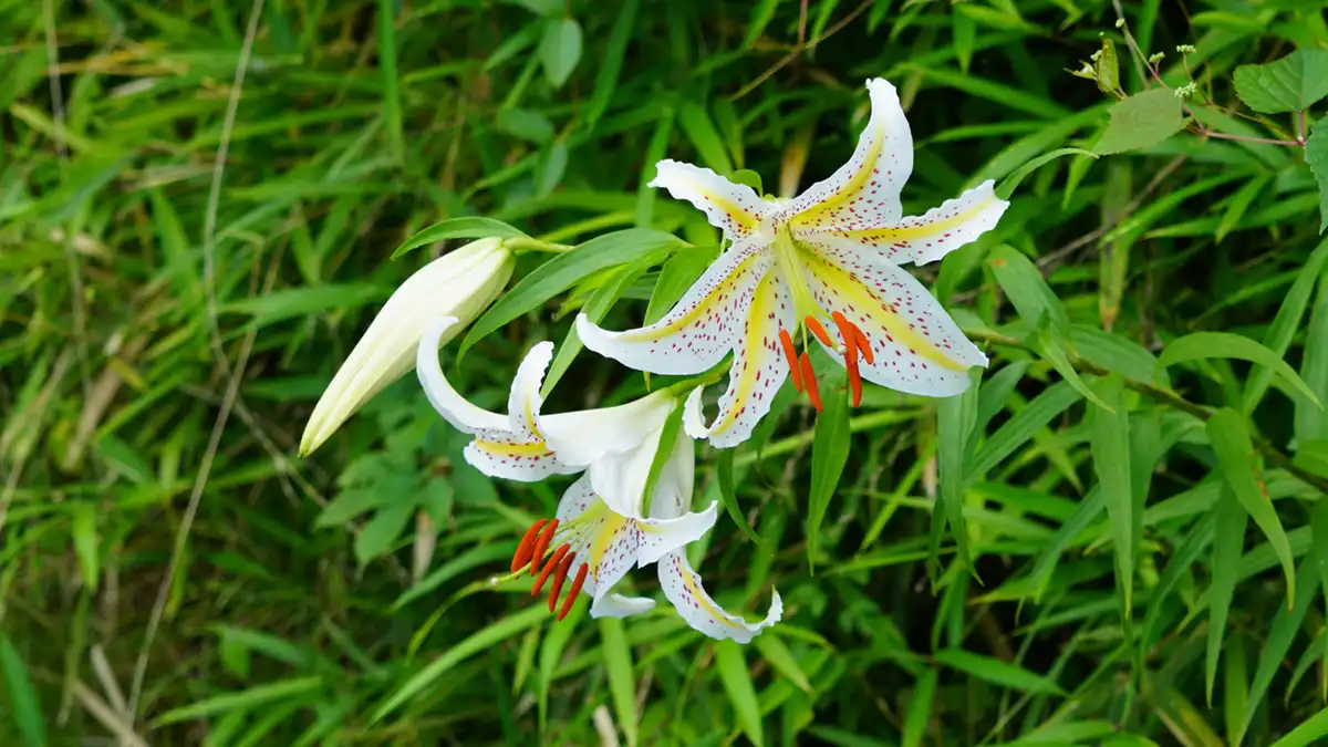 山ゆりの里の南側入り口付近のヤマユリの開花写真