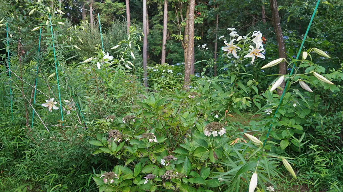 やすらぎの里小川 管理棟の東側のヤマユリの開花写真