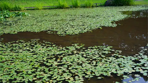 小美玉市のやすらぎの里小川の万寿池のアサザの様子