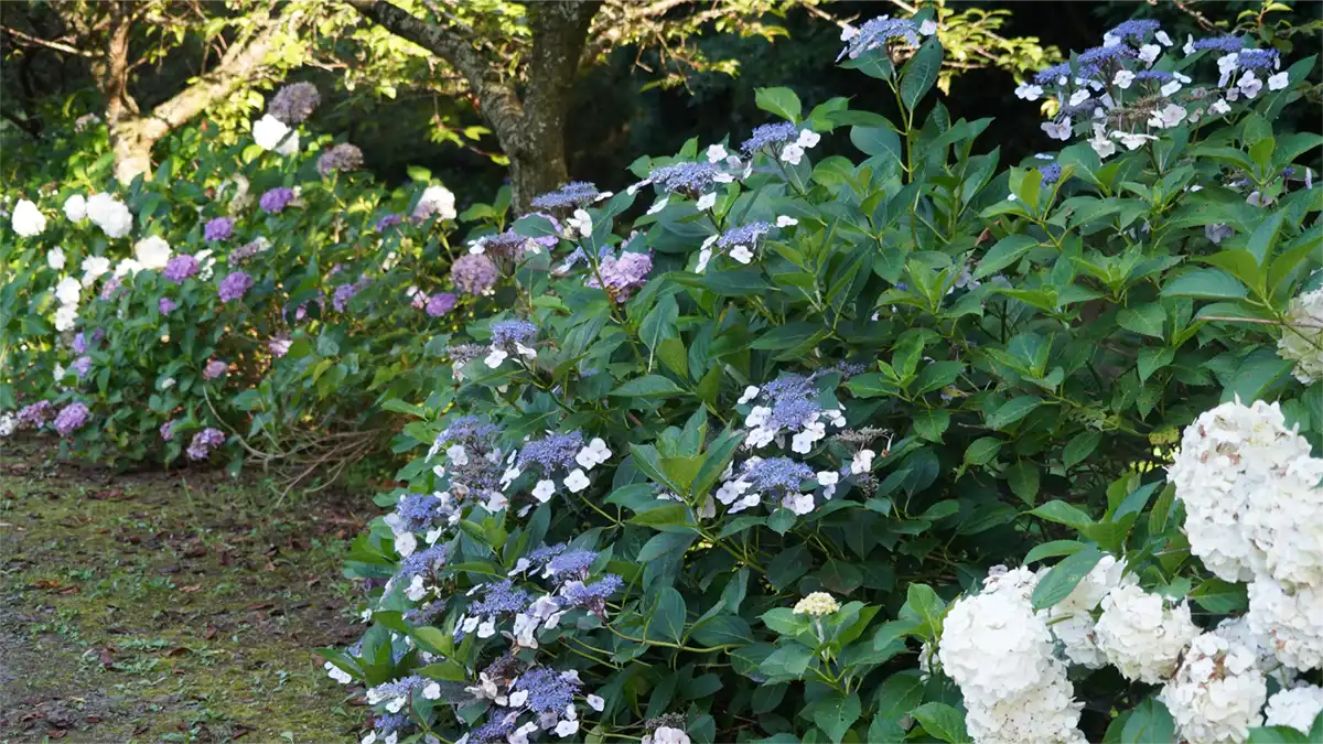 小美玉市のやすらぎの里小川のあじさいの開花状況