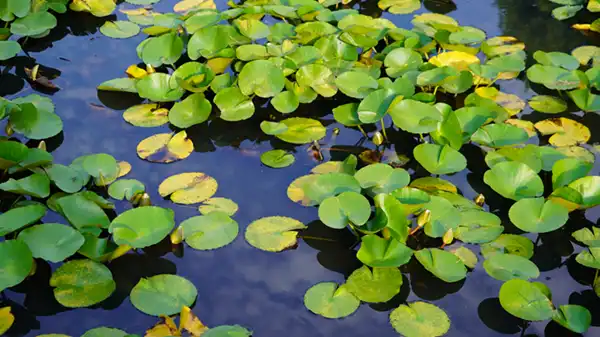 小美玉市のやすらぎの里小川・万寿池のスイレン開花の状況写真