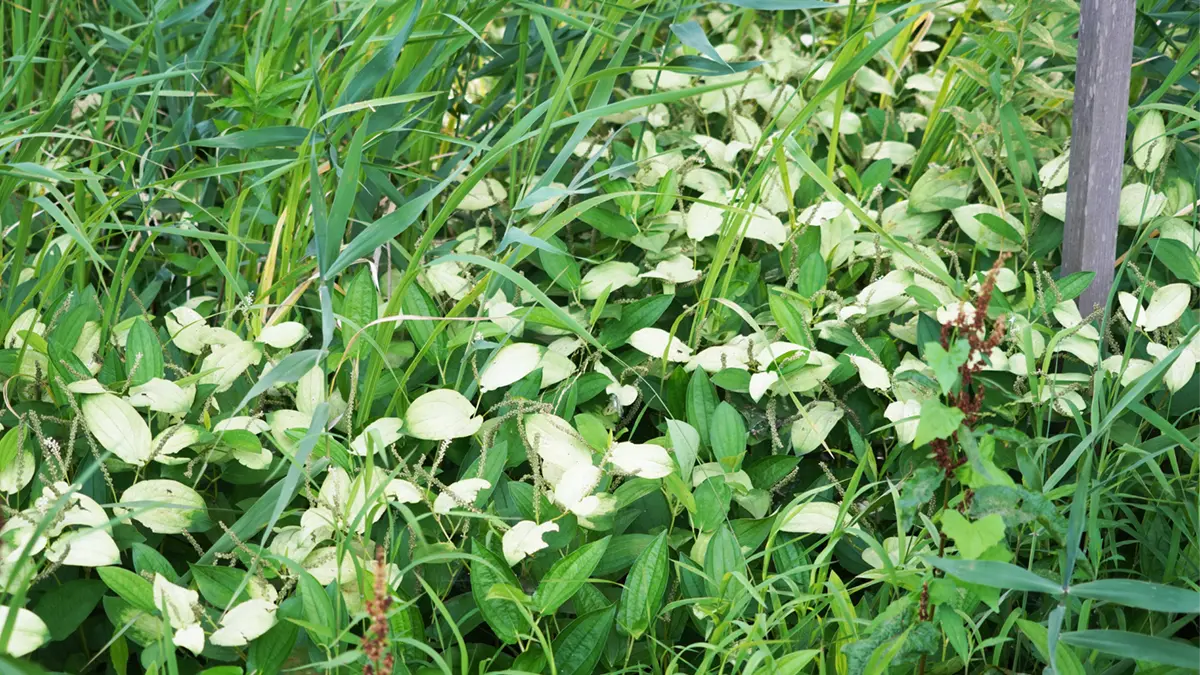 ホトメの里の北側池のハンゲショウの開花と葉の白化の景観写真