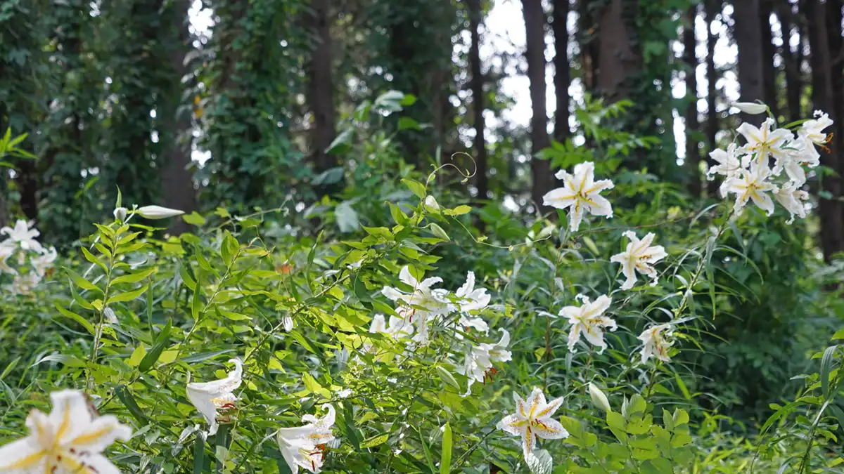 ホトメの里の西側登り道の中央付近のヤマユリ開花の状況写真