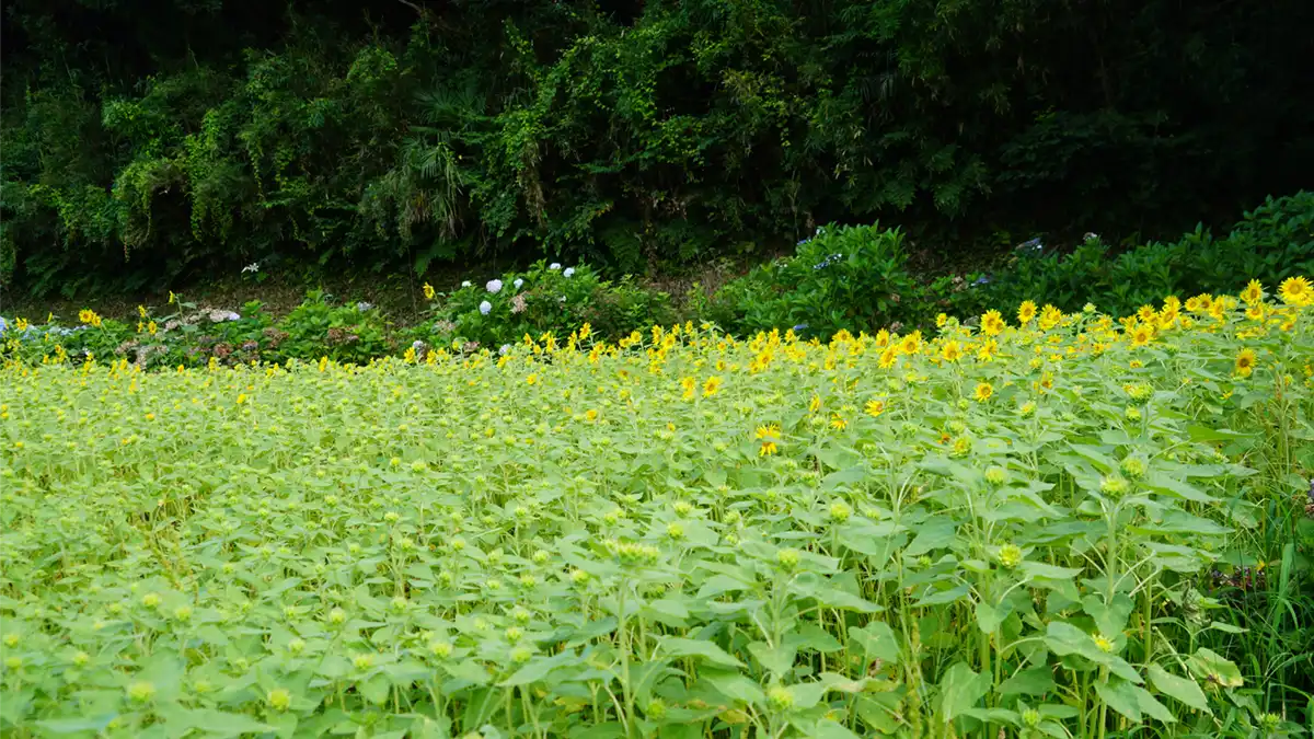 やすらぎの里の万寿池東側のひまわり畑の開花状況写真