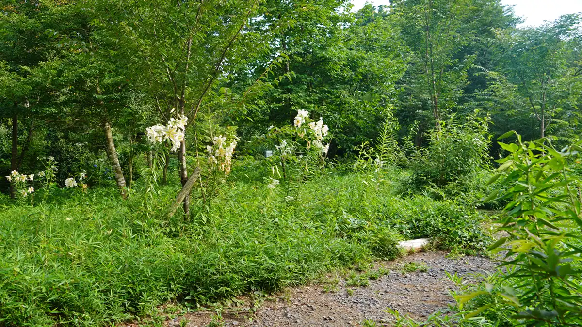 やすらぎの里の小道の中央付近のヤマユリの開花写真