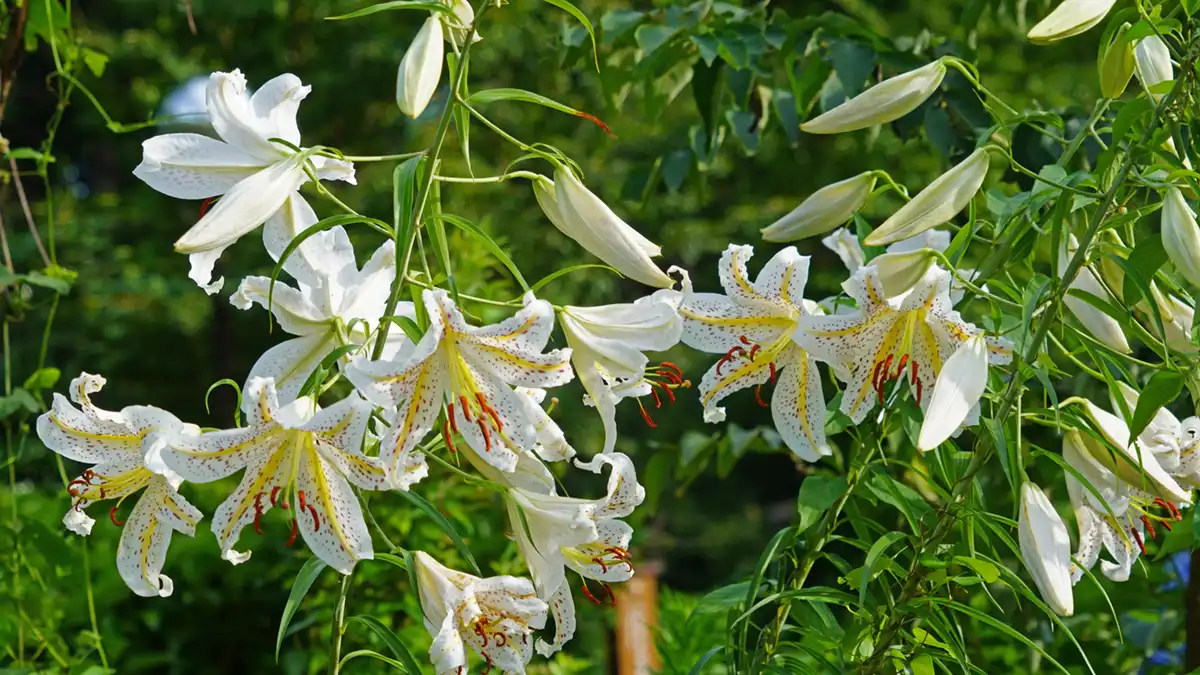 茨城県小美玉市のやすらぎの里小川のヤマユリの開花写真