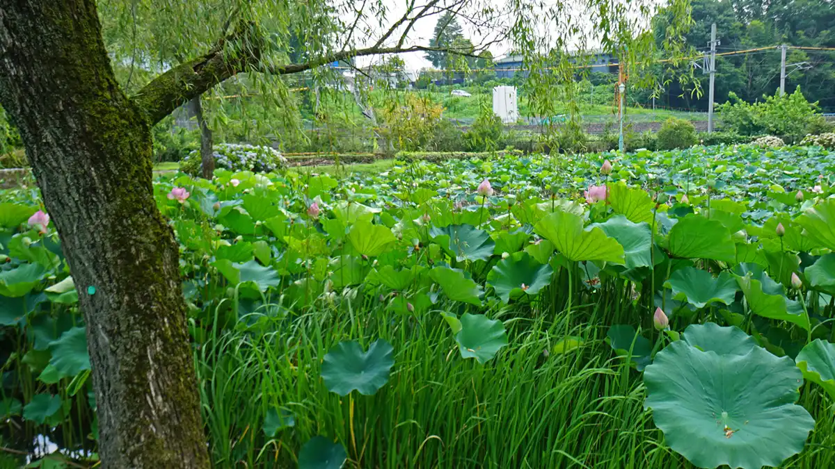 水戸市偕楽園公園（茨城県立歴史館）のハス池の北川のハス開花景観写真