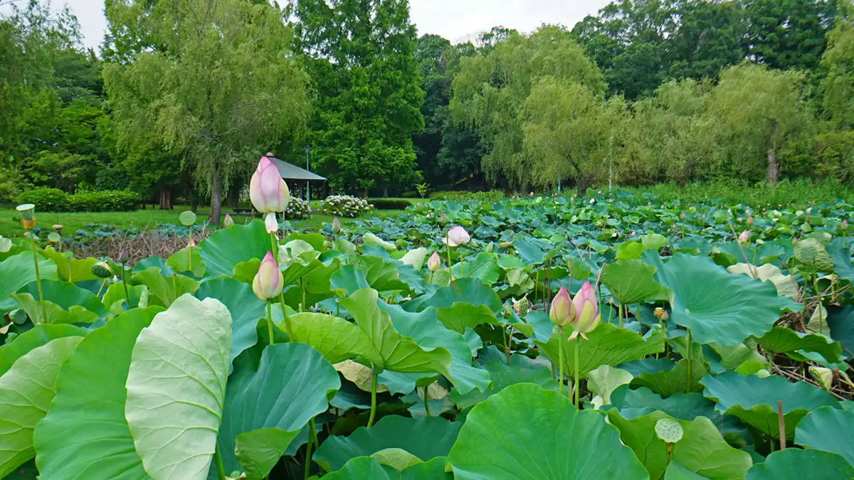 水戸市偕楽園公園（茨城県立歴史館）のハス池の南側のハス開花景観写真