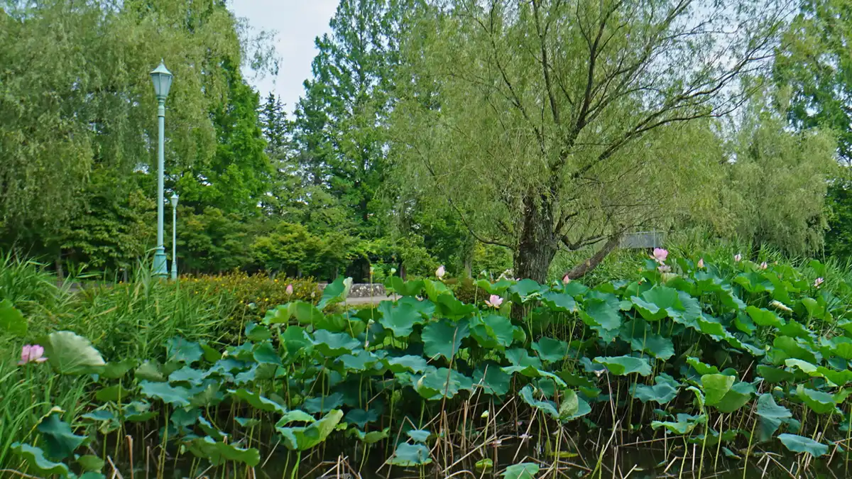 水戸市偕楽園公園（茨城県立歴史館）の蓮池の西側のハス開花景観写真