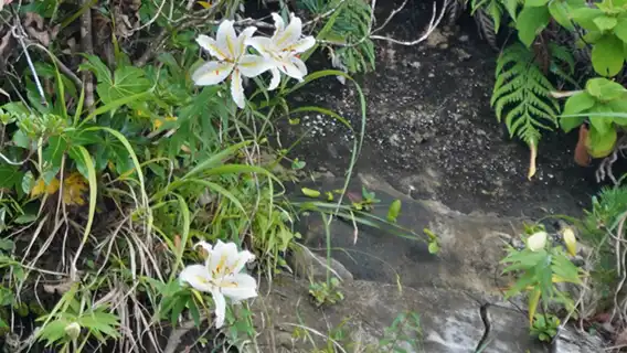 崖の上部のヤマユリの開花景観写真