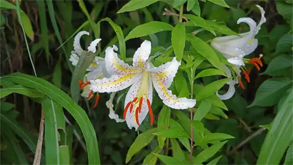 崖下の地上のヤマユリの開花景観写真