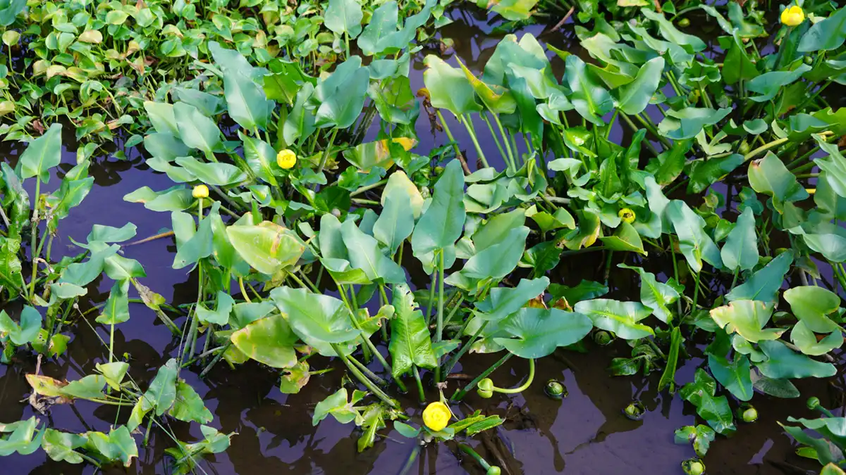 那珂市の清水洞の上公園のコウホネの開花景観写真