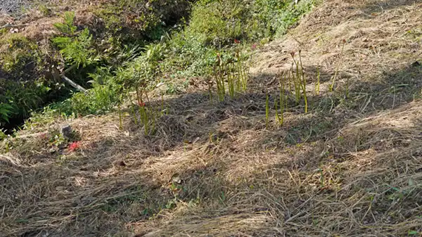 清水洞の上公園の彼岸花の開花状況写真:画像2