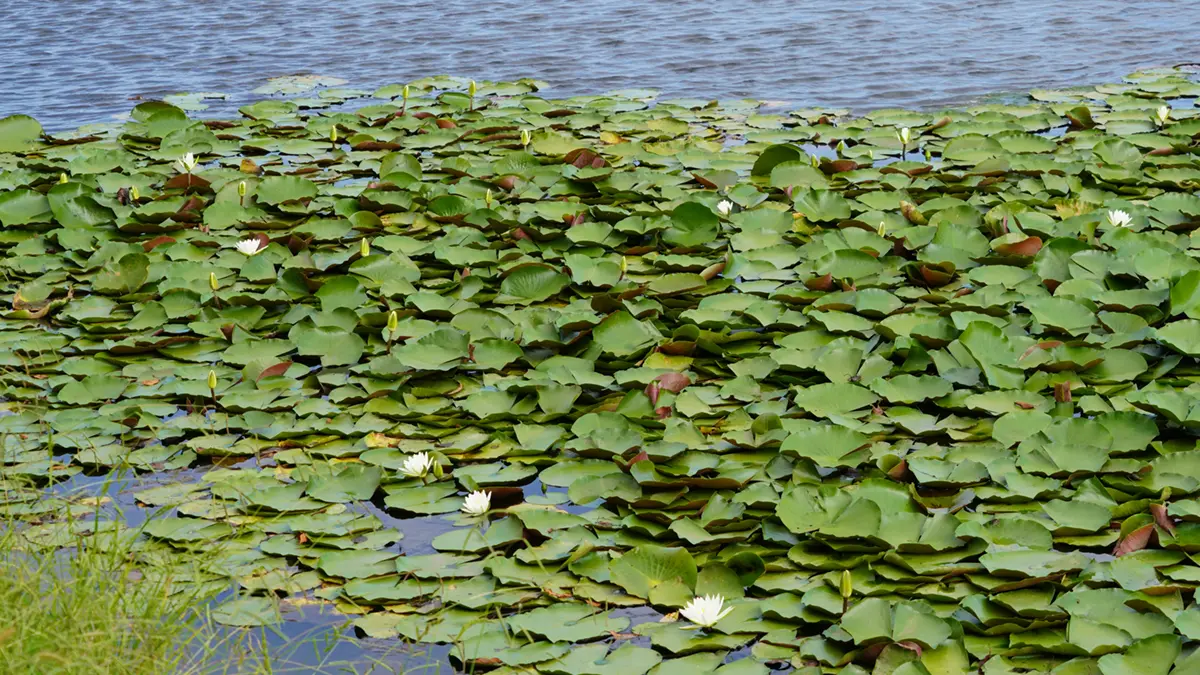 文洞沼のスイレンの開花景観写真