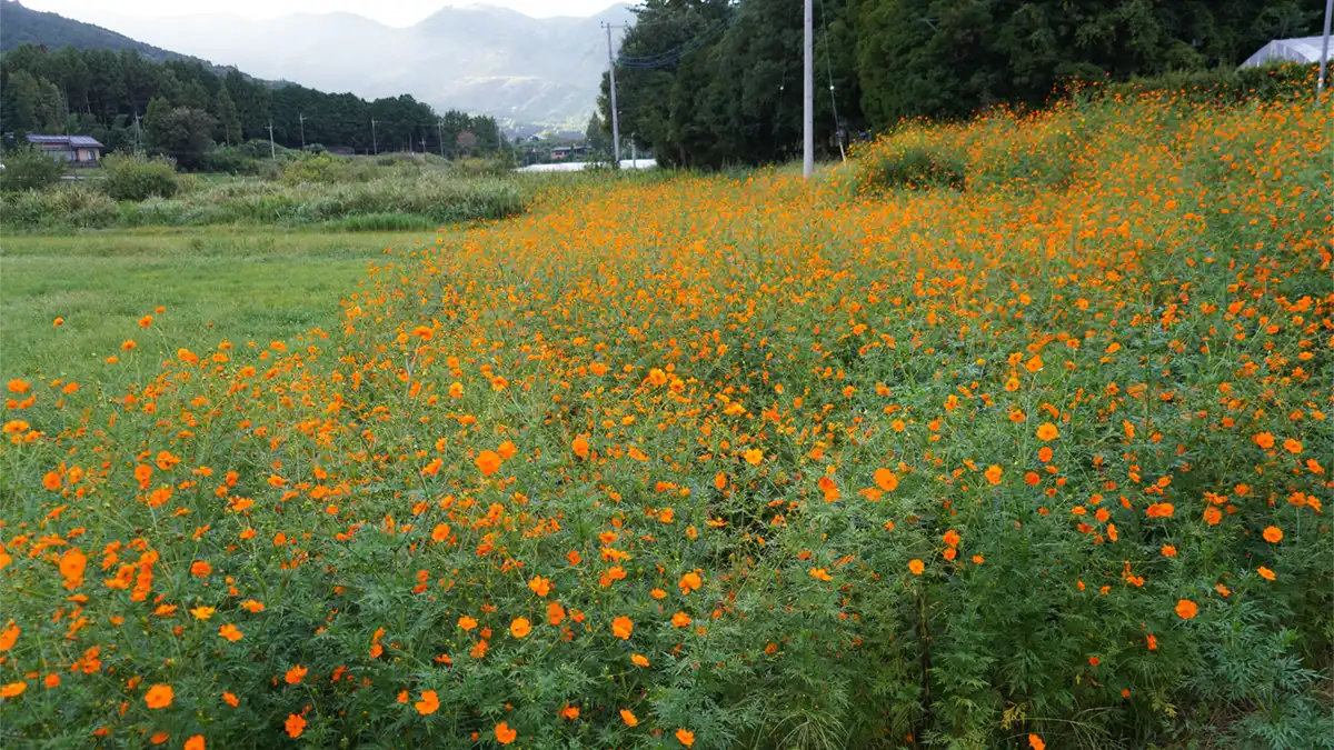 小倉のキバナコスモス畑の道路北側のコスモス畑の景観写真